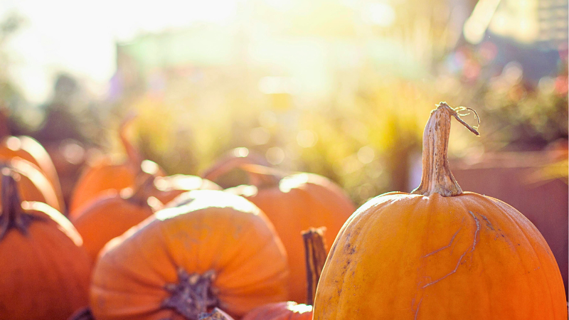 Pumpkin Patches